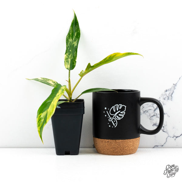 Philodendron 'Florida Beauty' x 'Tortum' Variegated (wk48-D)