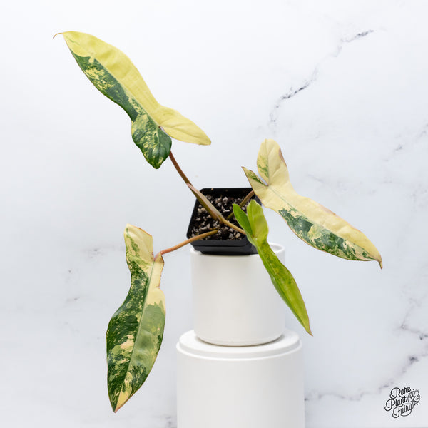 Philodendron 'Florida Beauty' x Billietiae aka. Jennifer (wk36-S)