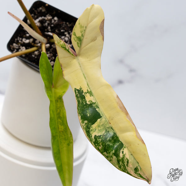 Philodendron 'Florida Beauty' x Billietiae aka. Jennifer (wk36-S)