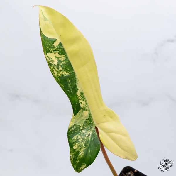 Philodendron 'Florida Beauty' x Billietiae aka. Jennifer (wk36-S)
