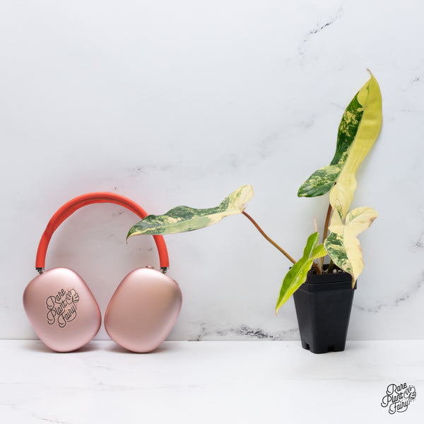 Philodendron 'Florida Beauty' x Billietiae aka. Jennifer (wk36-S)