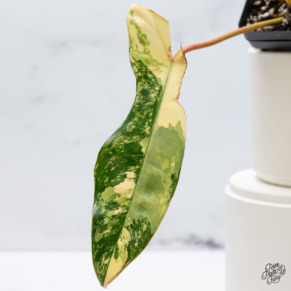 Philodendron 'Florida Beauty' x Billietiae aka. Jennifer (wk36-S)