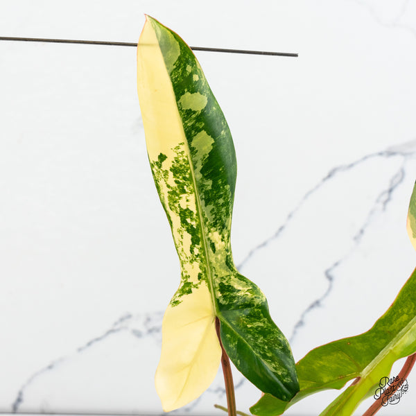 Philodendron 'Florida Beauty' x 'Billietiae' (aka. 'Jennifer') (wk46-J)