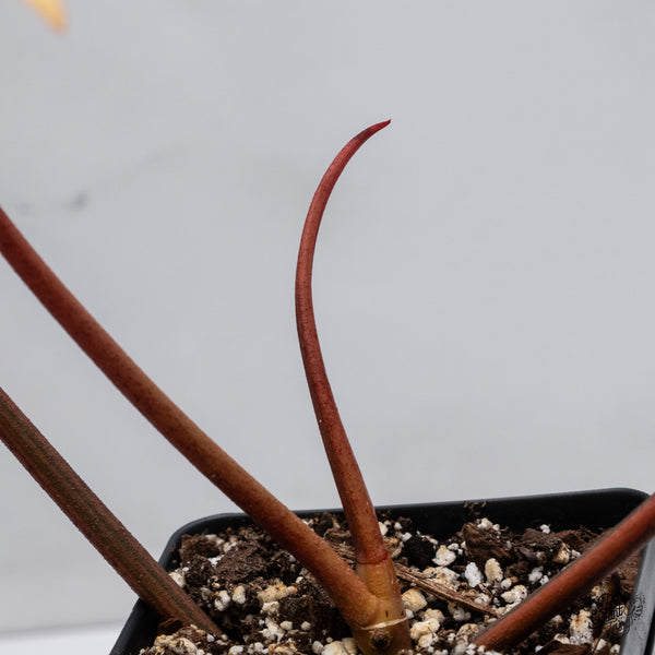 Philodendron 'Florida Beauty' x Polypodioides (wk35-V)