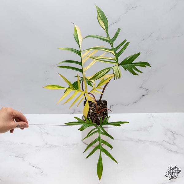 Philodendron 'Florida Beauty' x Polypodioides (wk35-V)