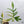 Philodendron 'Florida Beauty' x Polypodioides (wk35-V)