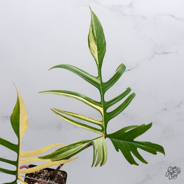 Philodendron 'Florida Beauty' x Polypodioides (wk35-V)