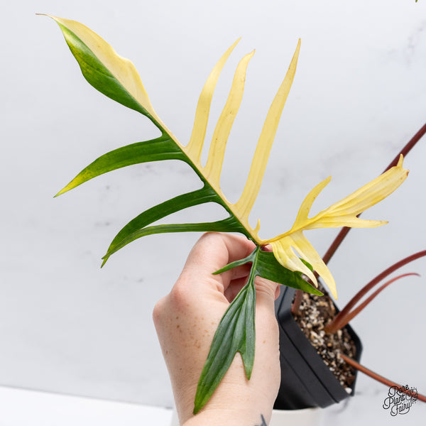 Philodendron 'Florida Beauty' x Polypodioides (wk35-V)