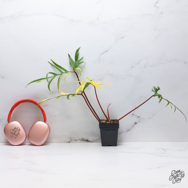 Philodendron 'Florida Beauty' x Polypodioides (wk35-V)