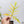 Philodendron 'Florida Beauty' x Polypodioides (wk35-V)
