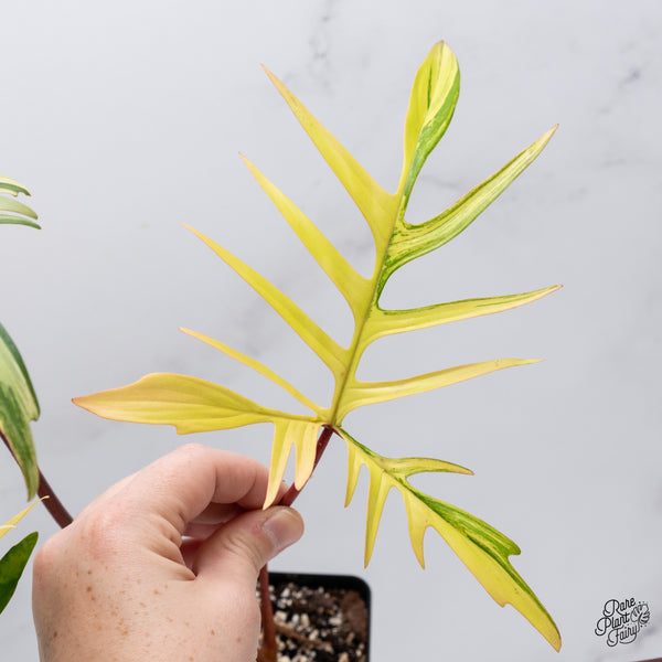Philodendron 'Florida Beauty' x Polypodioides (wk35-V)