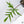 Philodendron 'Florida Beauty' x Polypodioides (wk35-V)