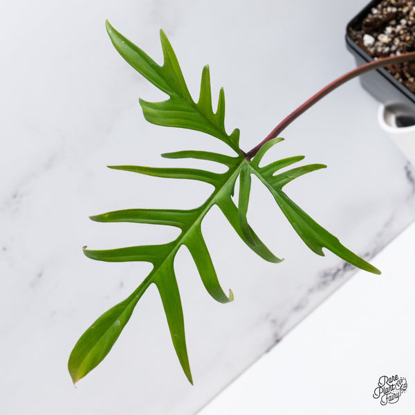 Philodendron 'Florida Beauty' x Polypodioides (wk35-V)