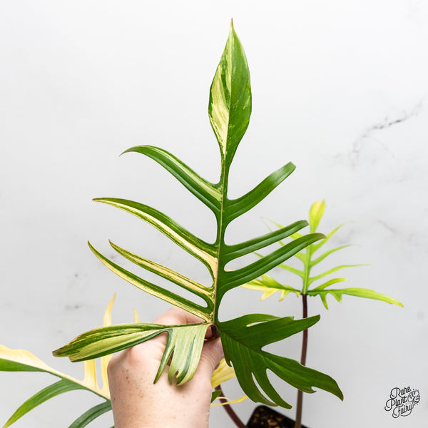 Philodendron 'Florida Beauty x Polypodioides' Variegated (wk42-UJ)