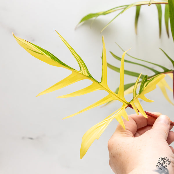 Philodendron 'Florida Beauty x Polypodioides' Variegated (wk42-UJ)