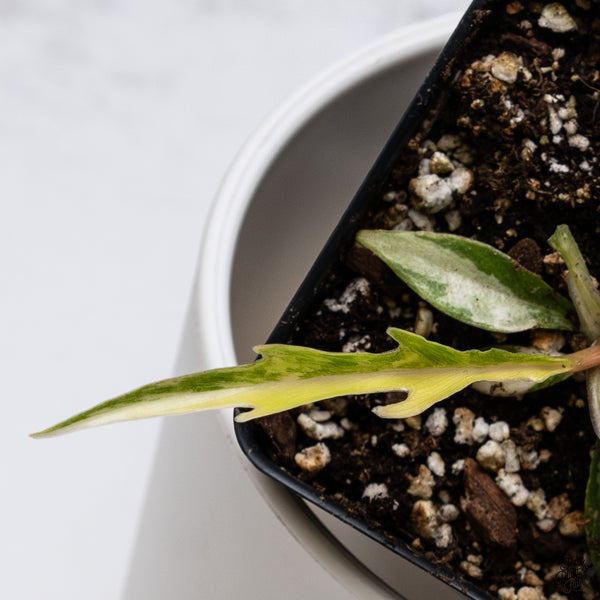 Philodendron 'Florida Beauty' x 'Tortum' (wk33-F)