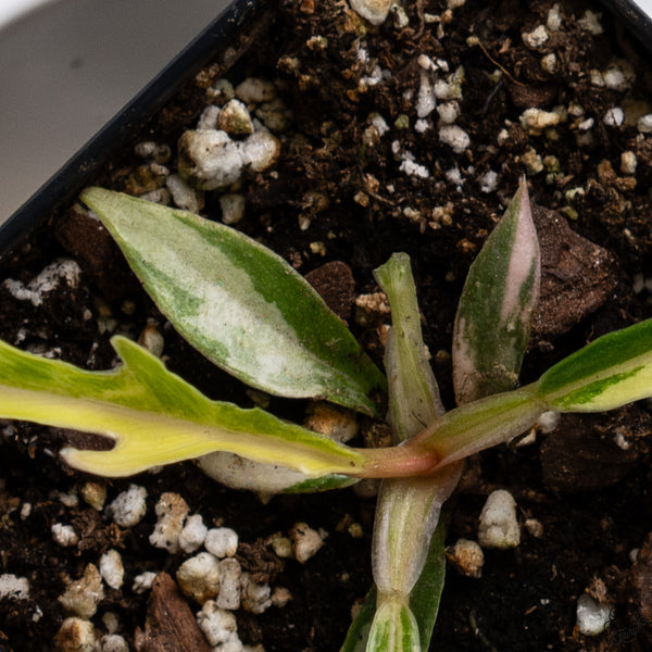 Philodendron 'Florida Beauty' x 'Tortum' (wk33-F)