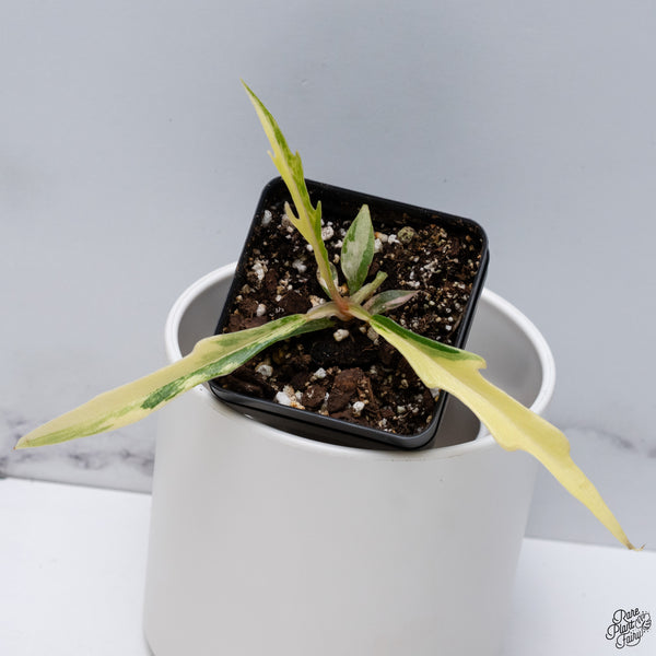 Philodendron 'Florida Beauty' x 'Tortum' (wk33-F)