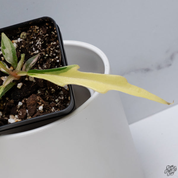 Philodendron 'Florida Beauty' x 'Tortum' (wk33-F)