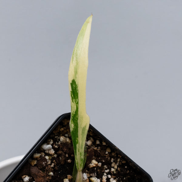 Philodendron 'Florida Beauty' x 'Tortum' (wk33-F)