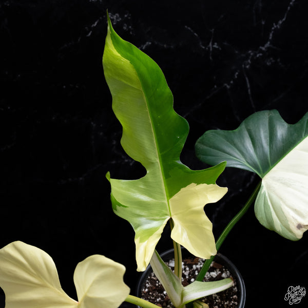 Philodendron 'Golden Dragon' Variegated (wk32-Z)