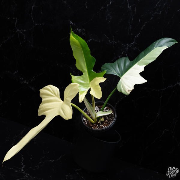 Philodendron 'Golden Dragon' Variegated (wk32-Z)