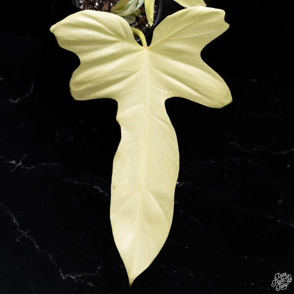Philodendron 'Golden Dragon' Variegated (wk32-Z)