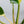 Philodendron 'Green Congo' Variegated (True Species) (wk35-W)
