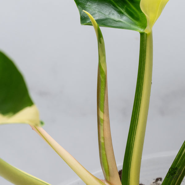 Philodendron 'Green Congo' Variegated (True Species) (wk35-W)