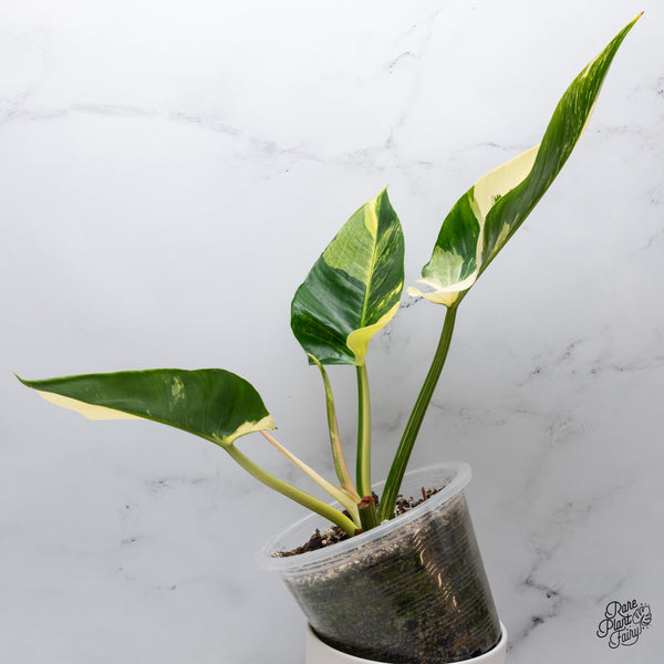 Philodendron 'Green Congo' Variegated (True Species) (wk35-W)