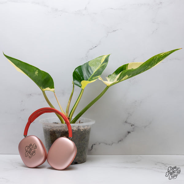 Philodendron 'Green Congo' Variegated (True Species) (wk35-W)