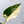 Philodendron 'Green Congo' Variegated (True Species) (wk35-W)