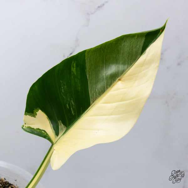 Philodendron 'Green Congo' Variegated (True Species) (wk35-W)
