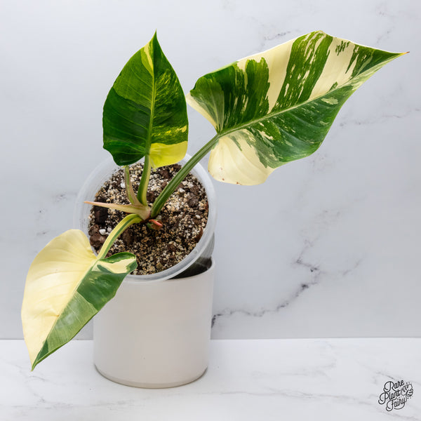 Philodendron 'Green Congo' Variegated (True Species) (wk35-W)