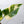 Philodendron 'Green Congo' Variegated (True Species) (wk35-W)