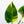 Philodendron 'Green Congo' Variegated (True Species) (wk35-W)