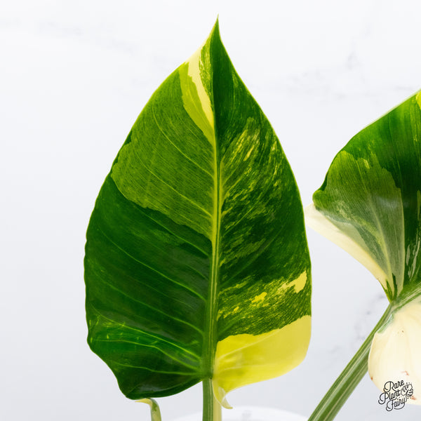 Philodendron 'Green Congo' Variegated (True Species) (wk35-W)