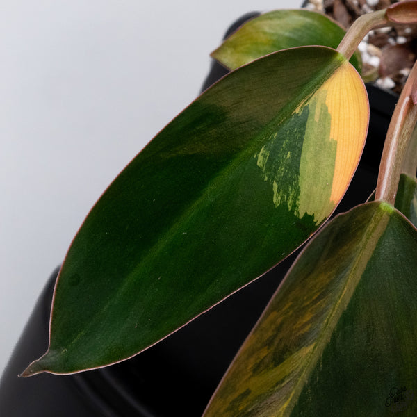 Philodendron 'Imperial Red' variegated (wk32-AB)