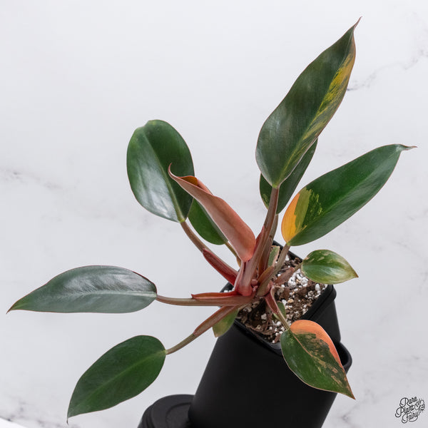 Philodendron 'Imperial Red' variegated (wk32-AB)