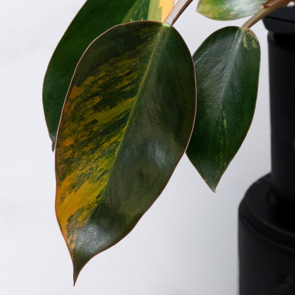 Philodendron 'Imperial Red' variegated (wk32-AB)