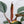 Philodendron 'Imperial Red' variegated (wk32-AB)