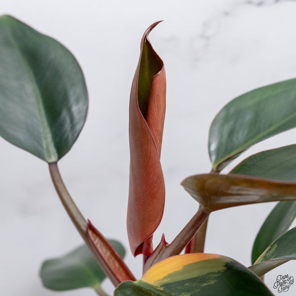 Philodendron 'Imperial Red' variegated (wk32-AB)