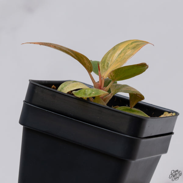 Philodendron 'Imperial Red' variegated (wk33-O)