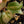 Philodendron 'Imperial Red' variegated (wk33-O)