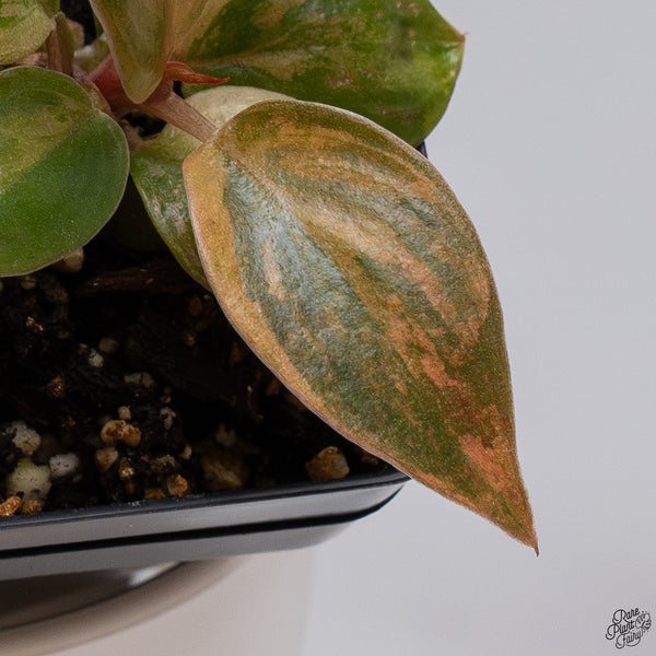 Philodendron 'Imperial Red' variegated (wk33-O)