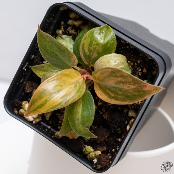 Philodendron 'Imperial Red' variegated (wk33-O)