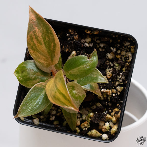 Philodendron 'Imperial Red' variegated (wk33-O)