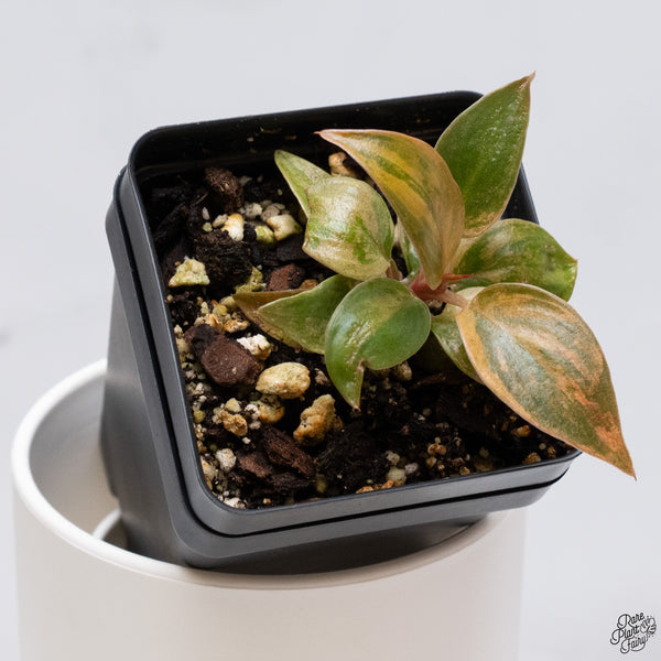 Philodendron 'Imperial Red' variegated (wk33-O)