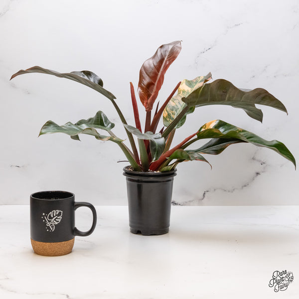 Philodendron 'Imperial Red' Variegated (wk48-UT)