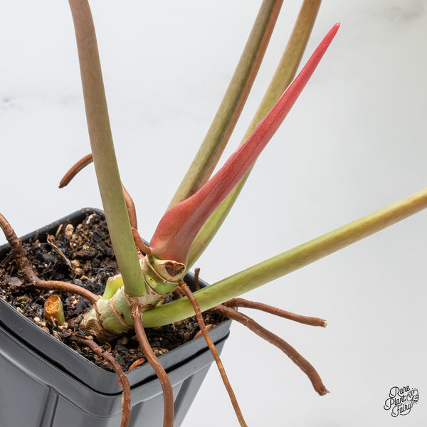 Philodendron 'Jungle Fever' Variegated (wk37-F)